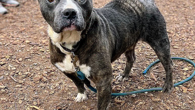 Yoohoo - Pit Bull Terrier