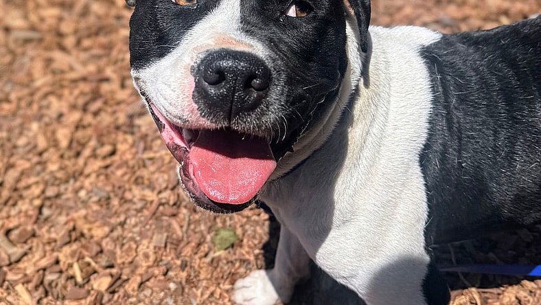 Lychee - American Pit Bull Terrier