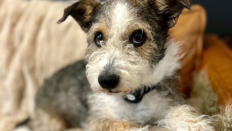 Huckleberry - Miniature Schnauzer