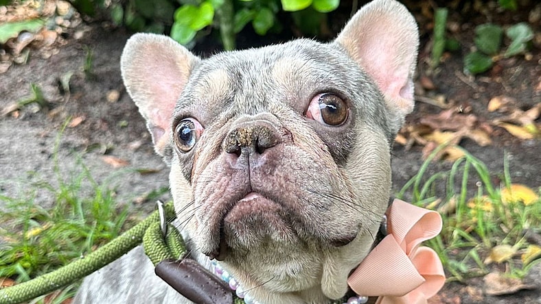 Thalia - French Bulldog