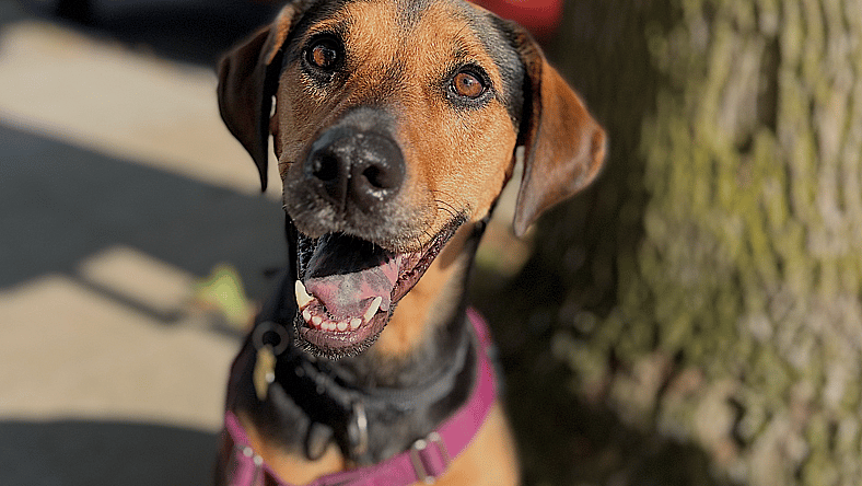 Rey - Treeing Walker Coonhound