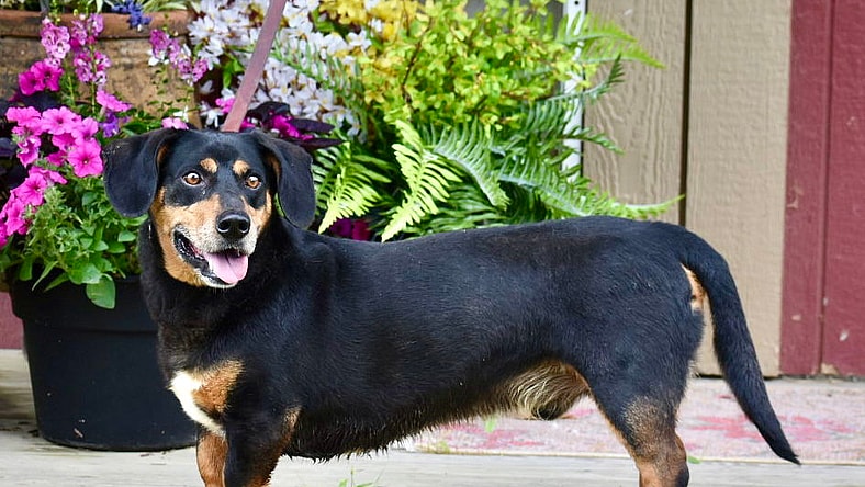 BUDDY - Basset Hound