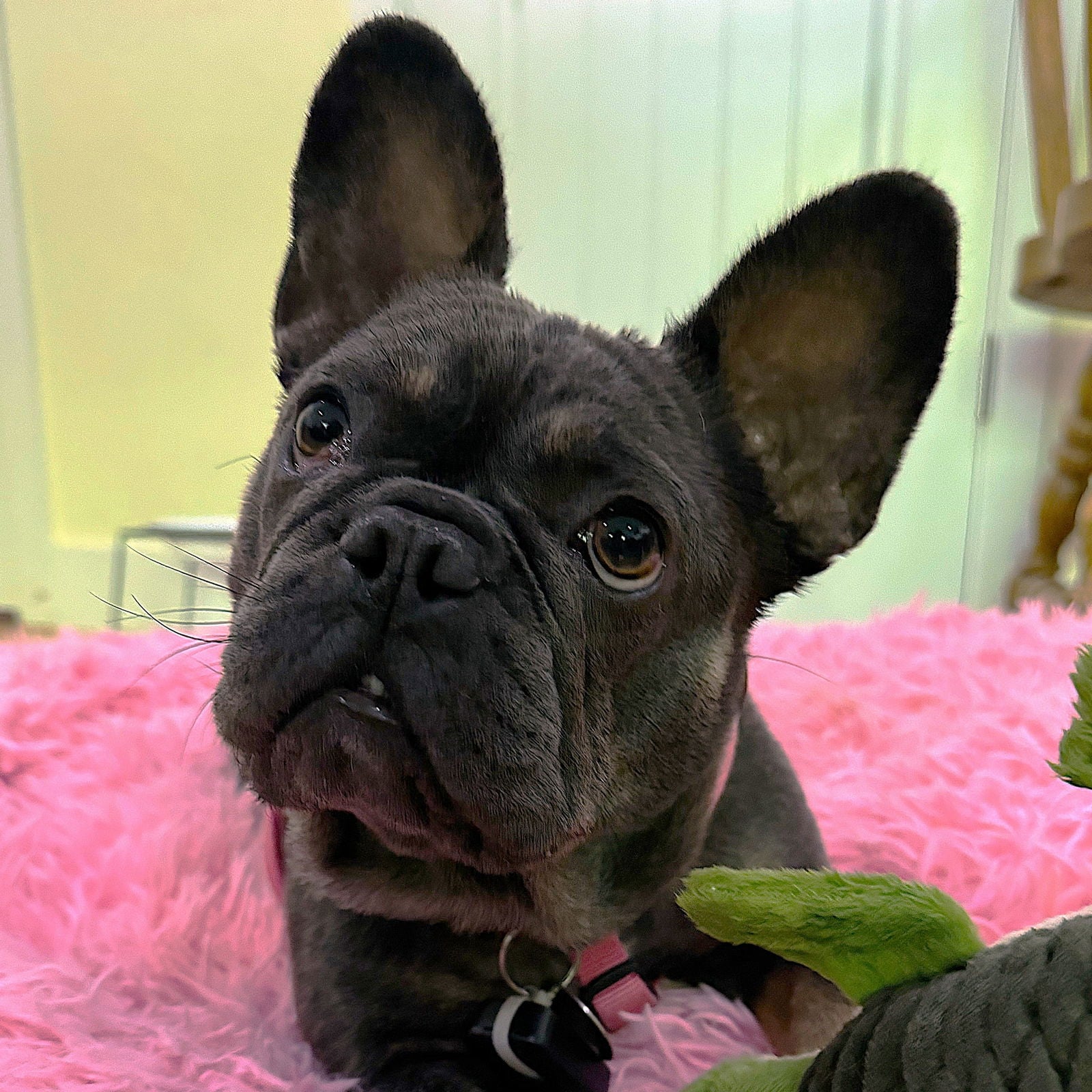 Eloise - French Bulldog