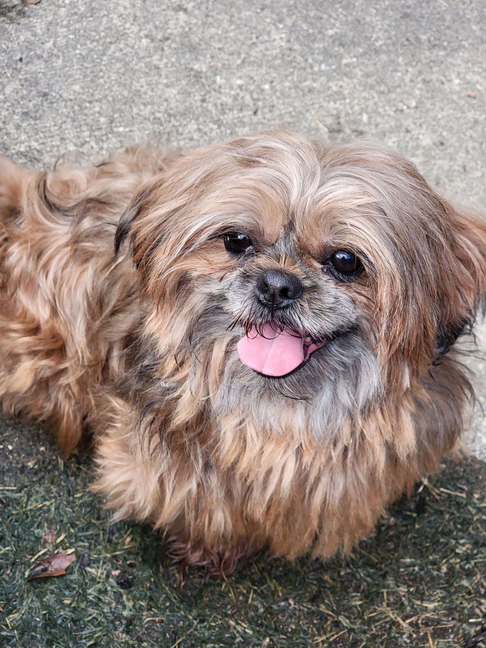 Daisy Mae (PLEASE READ) - Shih Tzu