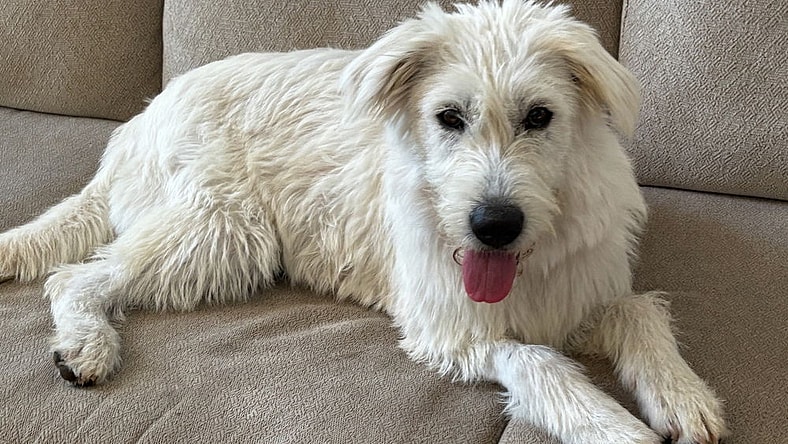 Piper - Labrador Retriever