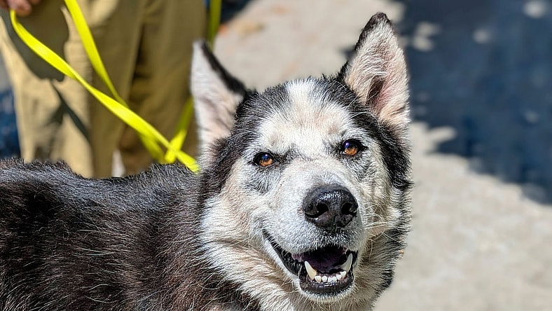 Timber - Siberian Husky