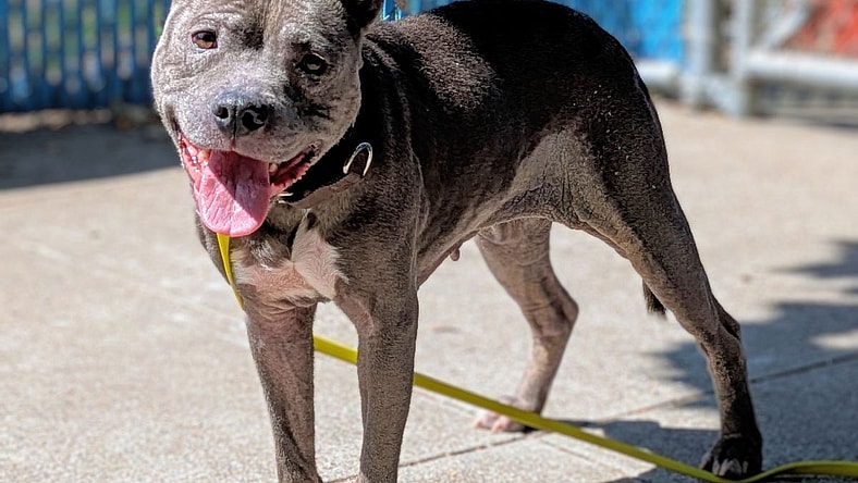 Bebe - Pit Bull Terrier