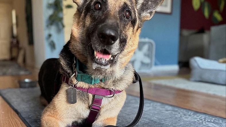 *CHIVE - German Shepherd Dog