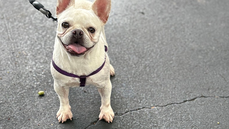 KYLIE - French Bulldog