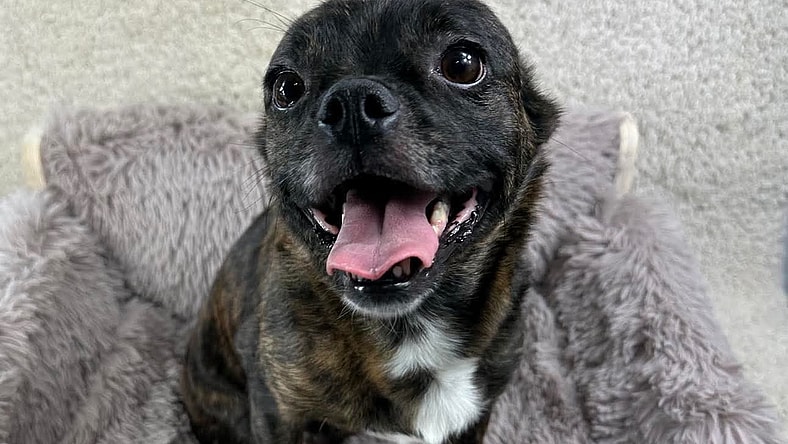 SPONSOR OR FOSTER ME - Oakley - French Bulldog