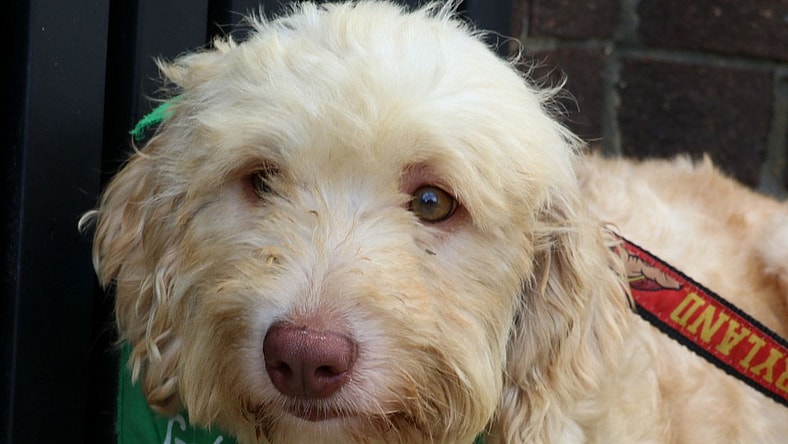 Jill - Poodle (unknown type)