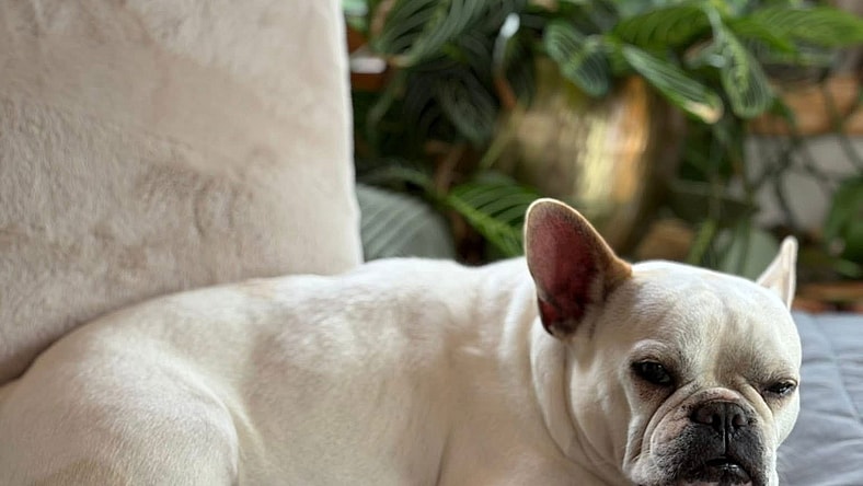 Martha - French Bulldog