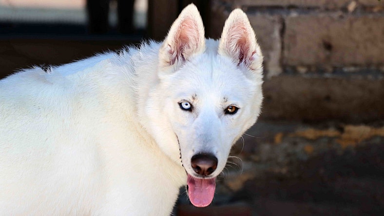 Snowflake - Siberian Husky