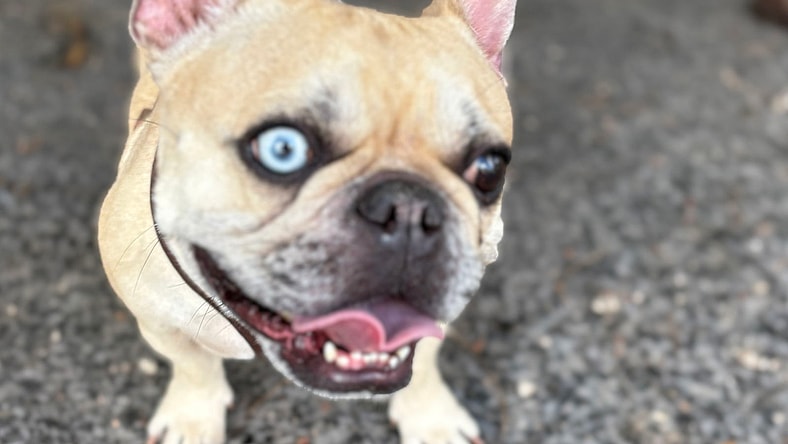 DIAMOND DOG - French Bulldog