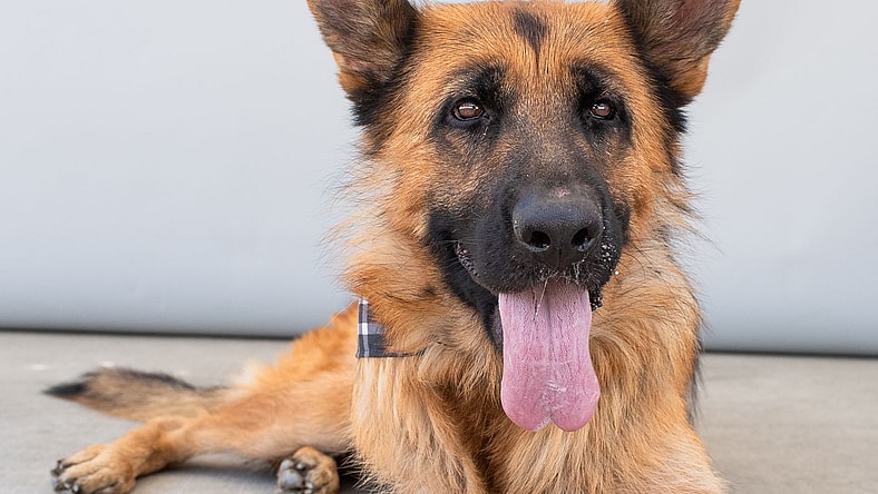 COOKIE - German Shepherd Dog