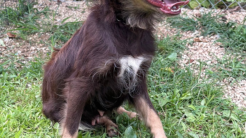 SWEETIE - Australian Shepherd