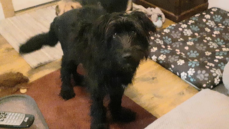 Twiggy (1yo,26lbs) - Scottish Terrier Scottie