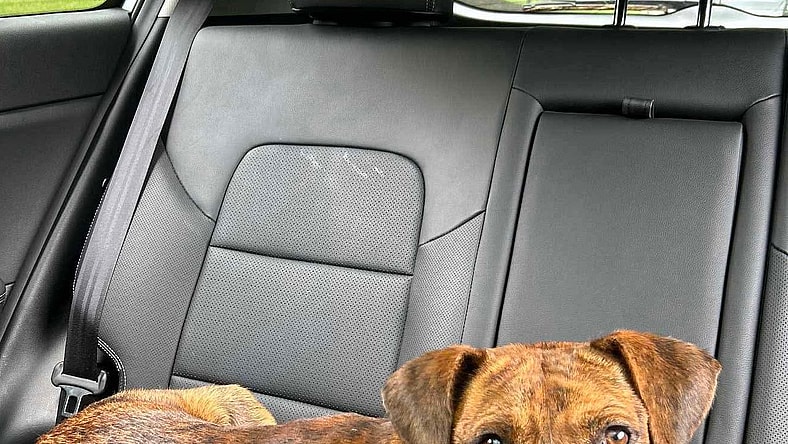 Thomas the Dad Cur (Foster needed) - Mountain Cur