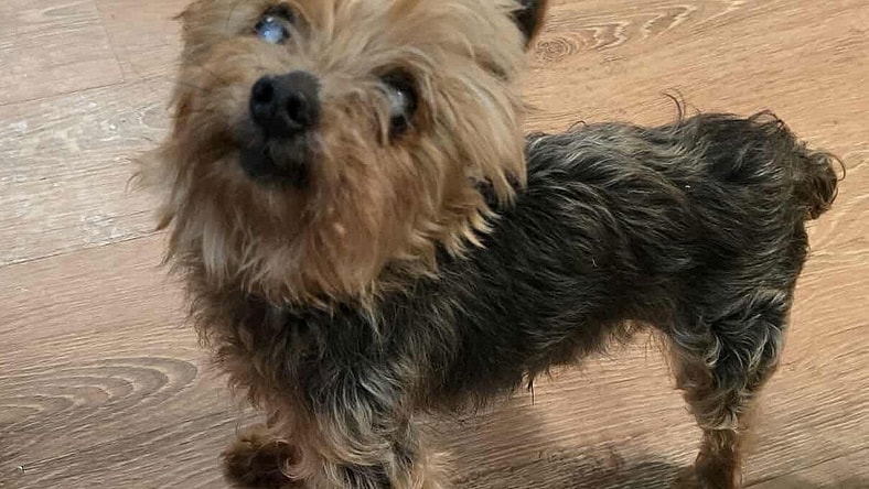 Benny - Yorkshire Terrier Yorkie