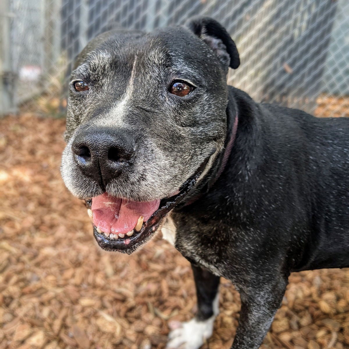 Chata - Pit Bull Terrier