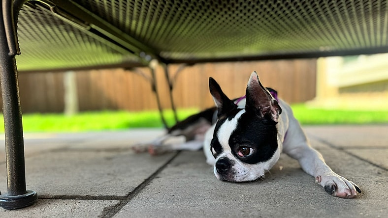 Lady - Boston Terrier