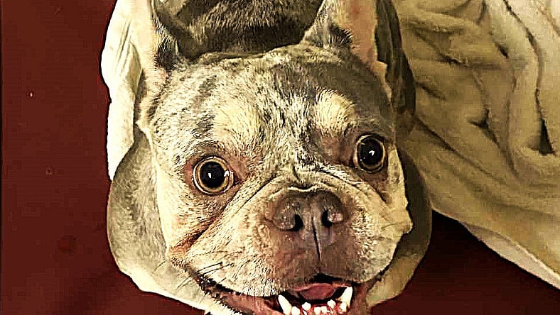 48339 - Coconut - French Bulldog