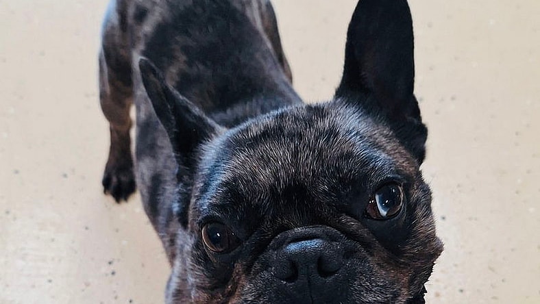 Bentley - French Bulldog