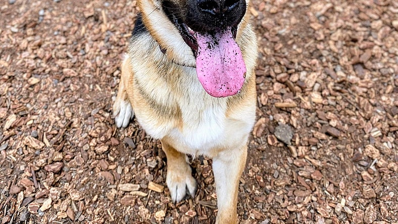 Charm - German Shepherd Dog