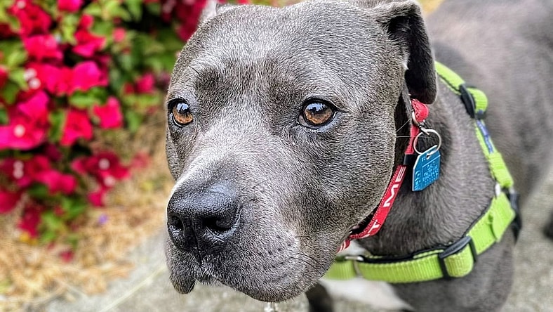 Princess Charlotte - American Pit Bull Terrier