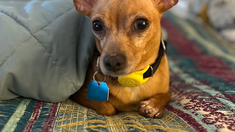 Harriet - Chihuahua