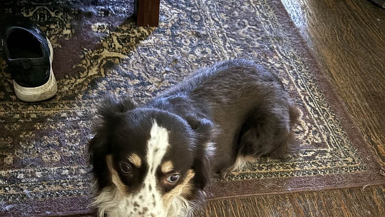 Layla - Australian Shepherd