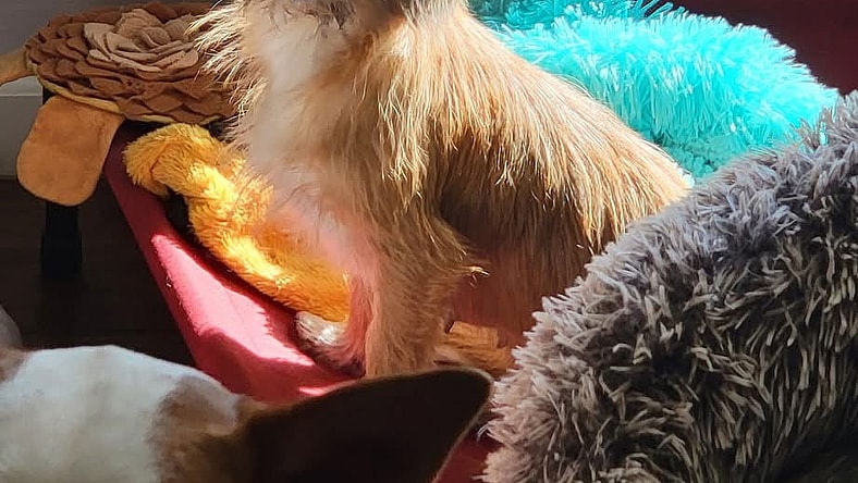 Sadie - Brussels Griffon