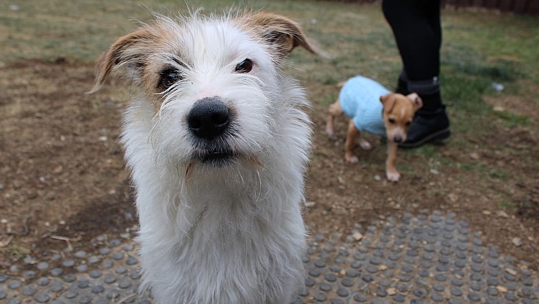 Dexter - Wirehaired Fox Terrier