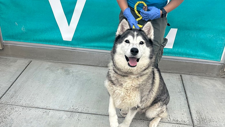 Elsa - Siberian Husky