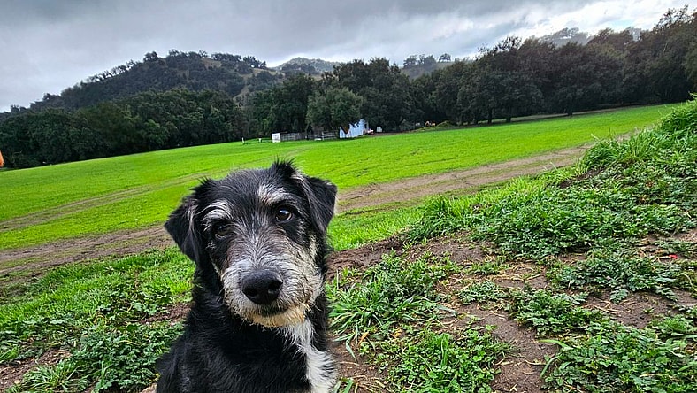 Johnny Boy - Schnauzer