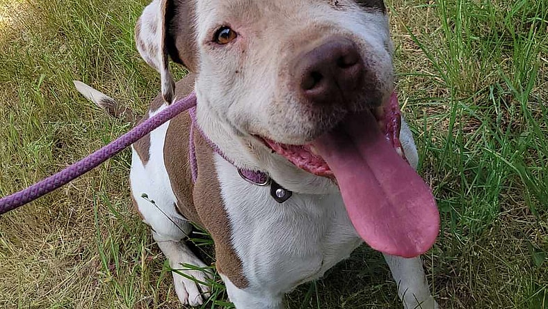 Peterbuilt - American Bulldog