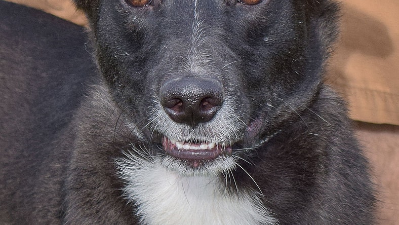 Bianco - Border Collie