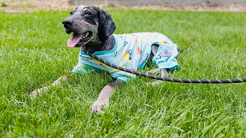 Tad Arthur - Bluetick Coonhound
