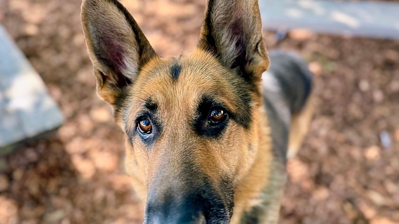 Cioppino - German Shepherd Dog