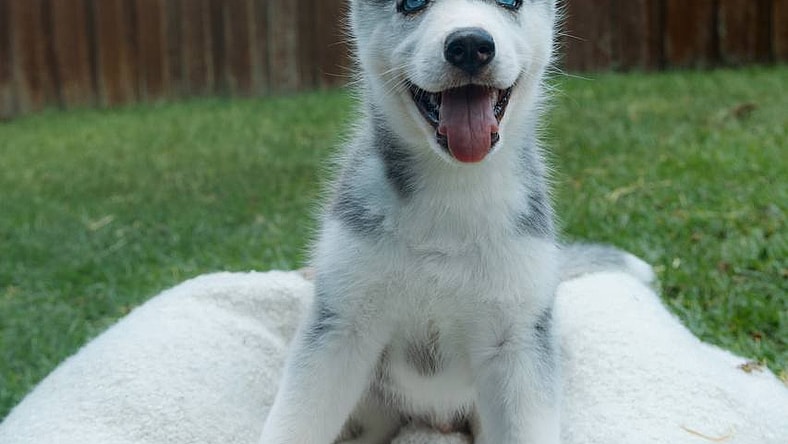 Saru - Siberian Husky
