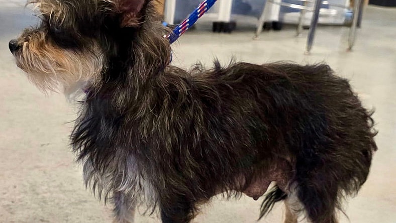 Mimi 2025 - Yorkshire Terrier Yorkie