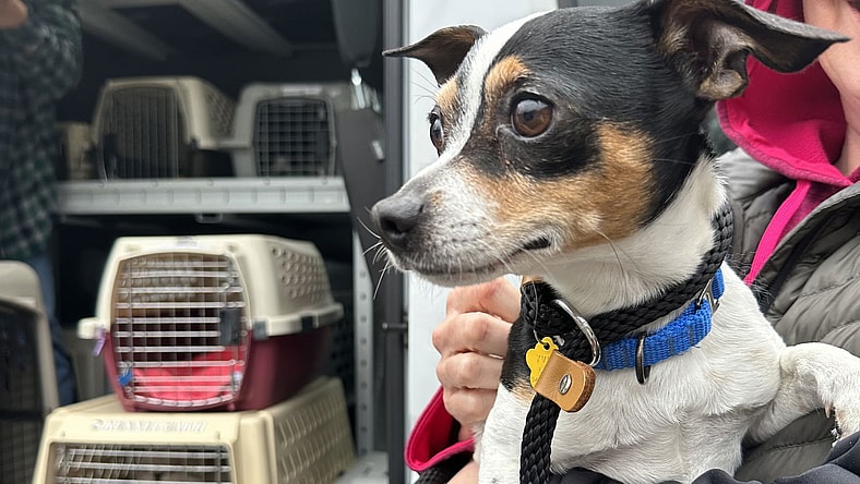 Chaparro - Chihuahua