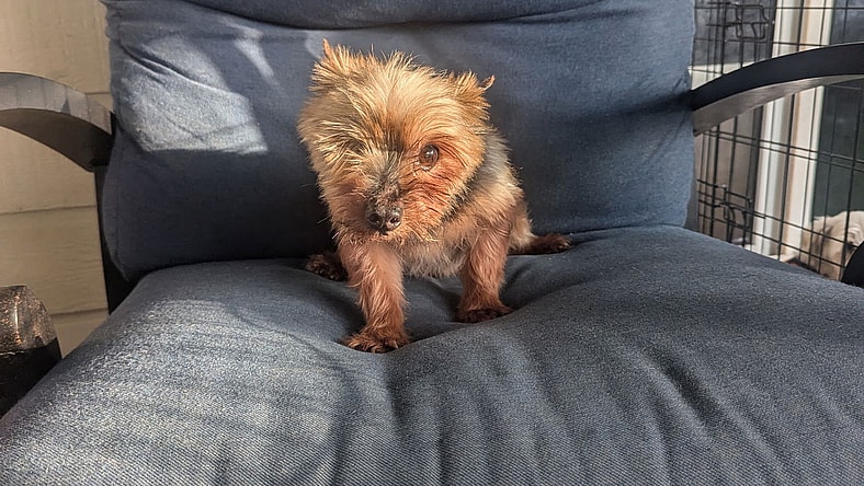 Myles - Yorkshire Terrier Yorkie