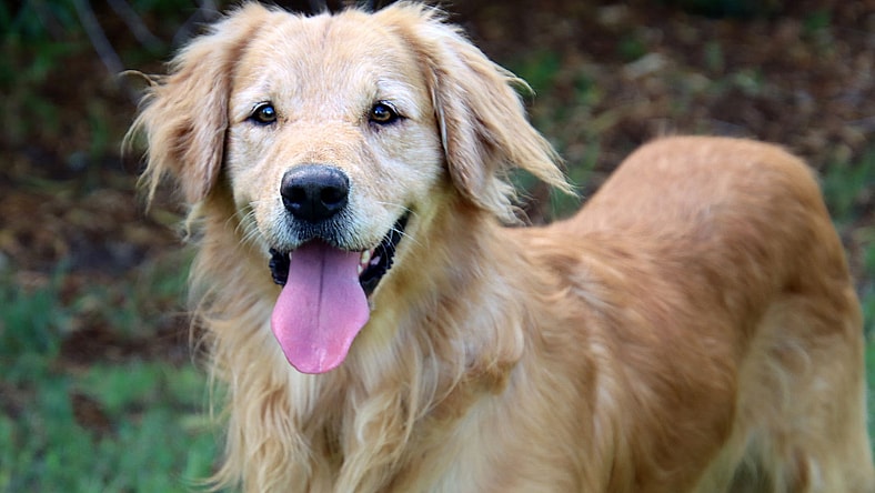 Toby - Golden Retriever
