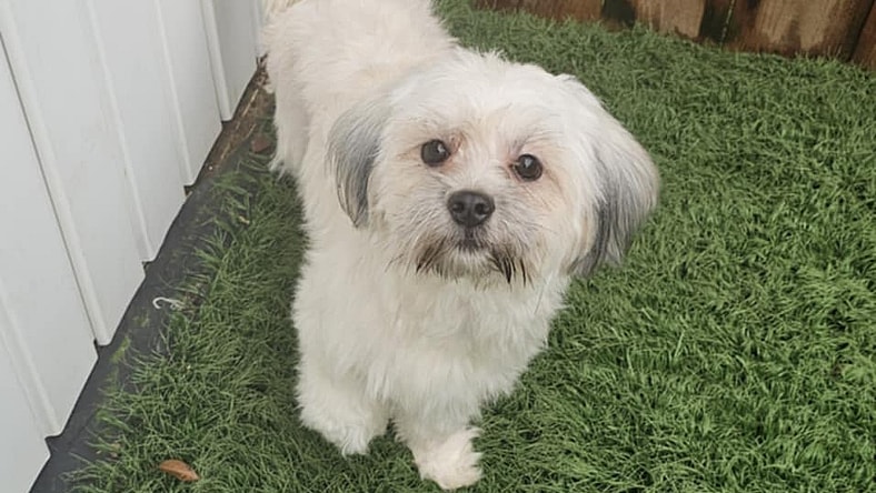 Meemo- NO MORE APPLICATIONS PLEASE! - Maltese