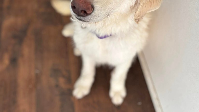 Halo - Labrador Retriever