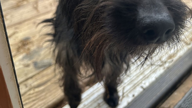 Reynolds - Cairn Terrier