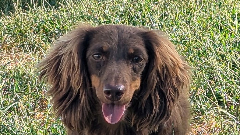 Chewy in TN - Dachshund