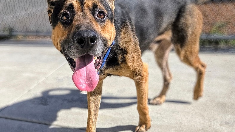 Guacamole - German Shepherd Dog