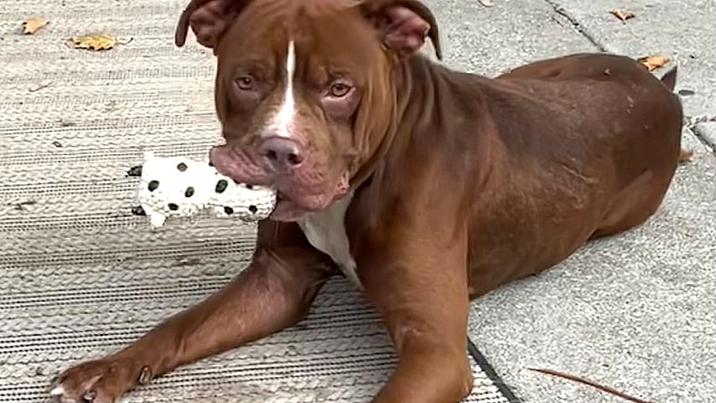 Yogi - Pit Bull Terrier